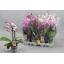 product/img.floraplaza.nl/PHA9M-LIVE_fotos-0x45E5413BCF2E8FB67479528904D1D0F037961F1E.jpg