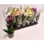product/img.floraplaza.nl/PHA9MIX-LIVE_fotos-0x50A0CA466497D21D47ED290740B8DF6776FF29A2.jpg