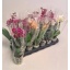 product/img.floraplaza.nl/PHA9MIX-LIVE_fotos-0x696B26C75AB47837ED967BB6083980CE143274CD.jpg