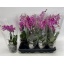 product/img.floraplaza.nl/PHA9PUR-LIVE_fotos-0x5EDC9CB1BC7FB64E61559F0899A93E9A115D7B87.jpg