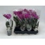 product/img.floraplaza.nl/PHA9PUR-LIVE_fotos-0xDC7F906DBD8A86D752E591EF19EB3D0B26E10166.jpg