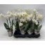 product/img.floraplaza.nl/PHA9W-LIVE_fotos-0xBE9356DCA53802B0F42CABB2B8EDDA0A3FDD759E.jpg