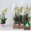 product/img.floraplaza.nl/PHAINV12-LIVE_fotos-0x98DC3EA785A79D215A6F047E30FF593B0B263F10.jpg