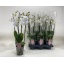 product/img.floraplaza.nl/PHAINV12-LIVE_fotos-0xB4439444AF8DD8DB99C42189540D4A749FE63A96.jpg