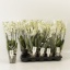 product/img.floraplaza.nl/PHAOW12-LIVE_fotos-0xAF2B200FCF24BCA69F3F0ABB7F09AC1068063902.jpg