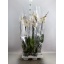 product/img.floraplaza.nl/PHAWHI15-LIVE_fotos-0xDFECF6A7ABBAC9199836BCBA005140DE63B8FD69.jpg
