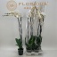 product/img.floraplaza.nl/PHAWHI15-LIVE_fotos-0xF70DA21F33A658E4B7AF13936F02FD1EACEF5D64.jpg