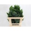 product/img.floraplaza.nl/PHLEBODIUMRUCULA65CM-LIVE_fotos-0xC94A7FADDD71E3588C997D3845DC0A8D25120CCE.jpg