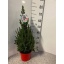 product/img.floraplaza.nl/PIC21-LIVE_fotos-0x17575CF2DE1EA3D54B5C403B240CC483FB14F889.jpg