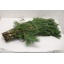 product/img.floraplaza.nl/PIN5-ASSORTI_fotos-TOPB-Pinus strobus.JPG