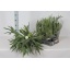 product/img.floraplaza.nl/PLABIF21-LIVE_fotos-0xA4215D23A5FE143D8B7D974199E6AEABF927A03C.jpg