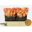 product/img.floraplaza.nl/RADV5-LIVE_fotos-0xE0DC2421D601BC10113E75B388F5B438436EF38C.jpg