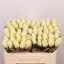 product/img.floraplaza.nl/RALBAT5-LIVE_fotos-0xB99D1E9216A509BF95F1548F1B8DC5232CB793CE.jpg