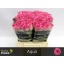 product/img.floraplaza.nl/RAQU4-LIVE_fotos-0xE6373D843900BF7AD2FECCD47FC385857ACB5C61.jpg