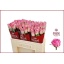 product/img.floraplaza.nl/RAQU5-LIVE_fotos-0x54F099B31C618FF844D0B65BBD123DDAADB8374E.jpg
