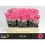 product/img.floraplaza.nl/RAQU5-LIVE_fotos-0xE0AEE3CB0B295309C1B2334157A5DAE1AC416341.jpg