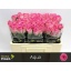 product/img.floraplaza.nl/RAQU5-LIVE_fotos-0xE6FF0BB88A924D23D65F60FC316A43BFDAE7E4EC.jpg