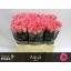 product/img.floraplaza.nl/RAQU55-LIVE_fotos-0x52D5544ACBD64FE452E16484AB0928D0067CD105.jpg