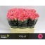 product/img.floraplaza.nl/RAQU55-LIVE_fotos-0xE00CF3C0AA9083F4ABBB59D644D7B113EAA9059D.jpg