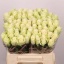 product/img.floraplaza.nl/RATH4-LIVE_fotos-0x393219CF341FF7476CDAB46D39125A616AA5BE4B.jpg