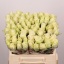product/img.floraplaza.nl/RATH4-LIVE_fotos-0xB8CA0AF869B6192D705B064B7235F32B2FDE3C60.jpg
