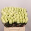 product/img.floraplaza.nl/RATH4-LIVE_fotos-0xC8EA719C2CADA1817AFF09158A4E43CAE1BE0720.jpg