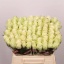 product/img.floraplaza.nl/RATH4-LIVE_fotos-0xF20AAE2B07B0CC93C3D84A91F364A91131D4D978.jpg