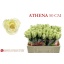product/img.floraplaza.nl/RATH5-LIVE_fotos-0x130AABB0CBEE6C5CE5C26E1BC39A934A1130C9D0.jpg