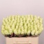 product/img.floraplaza.nl/RATH5-LIVE_fotos-0x9BE83A2CBD1BC50F00B7054A1FF938FECFE329F6.jpg