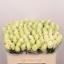 product/img.floraplaza.nl/RATH5-LIVE_fotos-0xAFA87083DDAECF8BA0CB6A168CE100AA7C194B9B.jpg