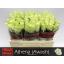 product/img.floraplaza.nl/RATH5-LIVE_fotos-0xE774670FF5C6BB945EDB32B1D4E1A7D235E7CD34.jpg