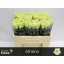 product/img.floraplaza.nl/RATH5N-LIVE_fotos-0x32D98740D01D4CB01186136F9D41115081F0D773.jpg