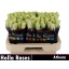 product/img.floraplaza.nl/RATH6-LIVE_fotos-0xAFBBFD6A8B9DF87C145604AB889D72B93E07D5C5.jpg