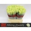 product/img.floraplaza.nl/RATH7-LIVE_fotos-0xFD13CCF4F7CC338A9E0EB47D75A650BEBFE5C0B1.jpg