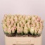 product/img.floraplaza.nl/RATHP5-LIVE_fotos-0x3FFC6C38B4A0CB0310F4F110EF05B1F9AA4EDC96.jpg