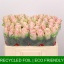 product/img.floraplaza.nl/RATHP5-LIVE_fotos-0x6E535D65265C91CDE9CDCC30A47E93EAC16FADD1.jpg