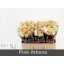 product/img.floraplaza.nl/RATHP5-LIVE_fotos-0x76D3F8962EFD9EDE17890C7C7E0EA811575EB2C0.jpg