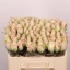 product/img.floraplaza.nl/RATHP5-LIVE_fotos-0xB3FC8E5BE507054485C131AE92F375C039C746C3.jpg