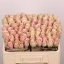 product/img.floraplaza.nl/RATHP5-LIVE_fotos-0xF21B3931B0FDFEB9D895CC6F6FA04E837CD2BD9F.jpg