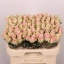 product/img.floraplaza.nl/RATHP6-LIVE_fotos-0x0D649866F6D704E9E630FDD6EC7AB6530B7B0BA5.jpg