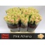 product/img.floraplaza.nl/RATHP6-LIVE_fotos-0x1AF0B8BEDA9BD3E1D8D170B04A6800F5F47F2D57.jpg