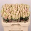 product/img.floraplaza.nl/RATHP6-LIVE_fotos-0xD5F2C2F1003C6A13181AFFBA9E9B692BEAA0C335.jpg