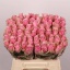 product/img.floraplaza.nl/RATHRO4-LIVE_fotos-0x1A89342F5053EA68DD55D3CC49FBC3E6C4900435.jpg