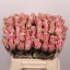 product/img.floraplaza.nl/RATHRO4-LIVE_fotos-0x2AF8FA40DDF93166E0714DEB2B0B99C222FD9F94.jpg