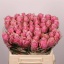 product/img.floraplaza.nl/RATHRO4-LIVE_fotos-0xB3F279E4699065DF4EF93E3C8E6E3E4817686A13.jpg