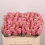 product/img.floraplaza.nl/RATHRO5-LIVE_fotos-0x5AA7A38BAA3CC88670E32FC025F4158A3C0A2CAF.jpg