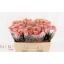 product/img.floraplaza.nl/RATHRO5-LIVE_fotos-0x84EF27A8382509BF65728807807CAE8A5C600EB2.jpg