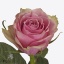 product/img.floraplaza.nl/RATHRO5N-ART_fotos-VBN-vbn122649.jpg