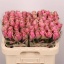 product/img.floraplaza.nl/RATHRO6-LIVE_fotos-0xB3178E038DAB0FC826493CF91A5DC553020810D4.jpg