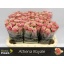 product/img.floraplaza.nl/RATHRO6-LIVE_fotos-0xC139EC8A05F94CC4EE9DA9B754F3C4B4248203B1.jpg